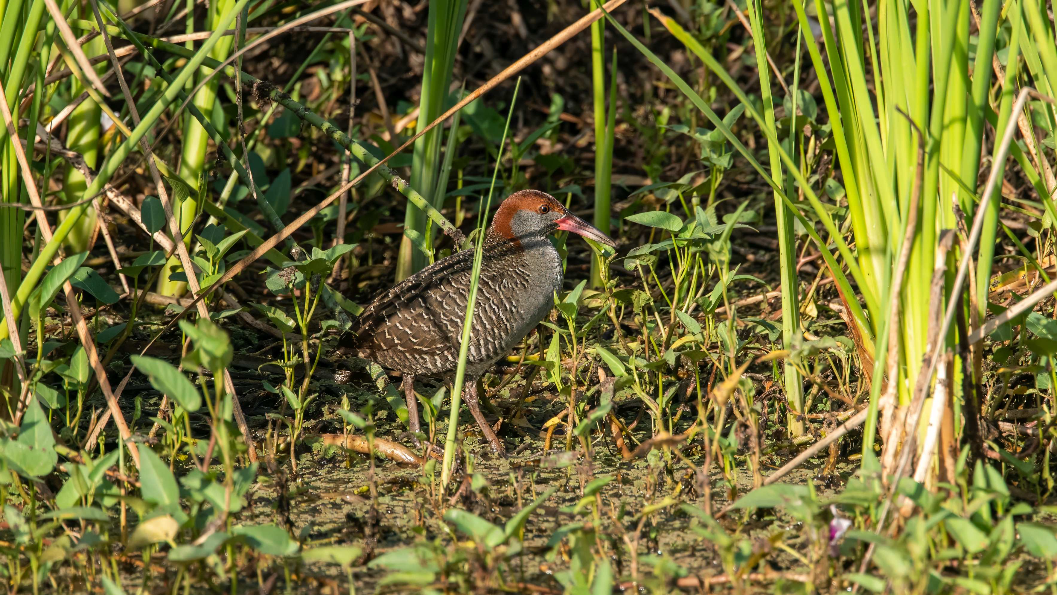 Slaty-breasted Rail
